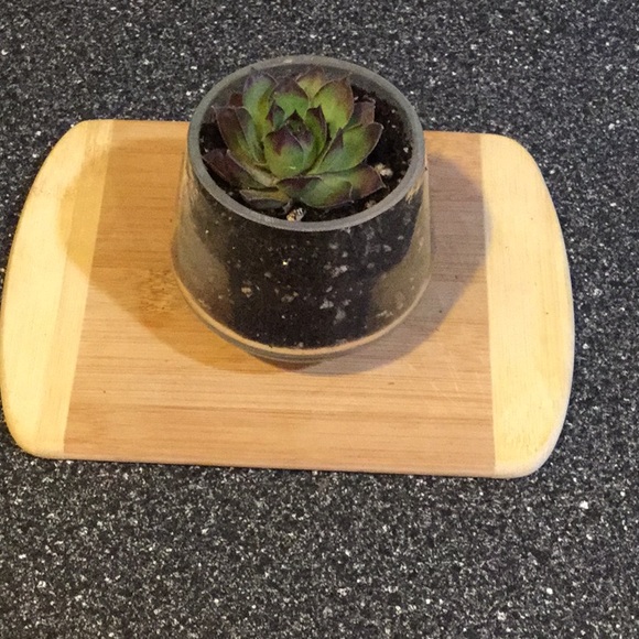 Succulent - Picture 2 of 3